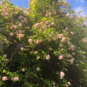 Meet your Posher, Ava